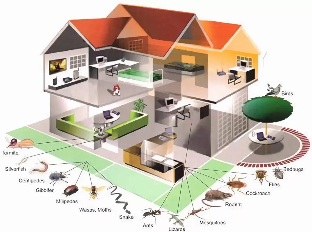 طريقة مكافحة الحشرات المنزلية
